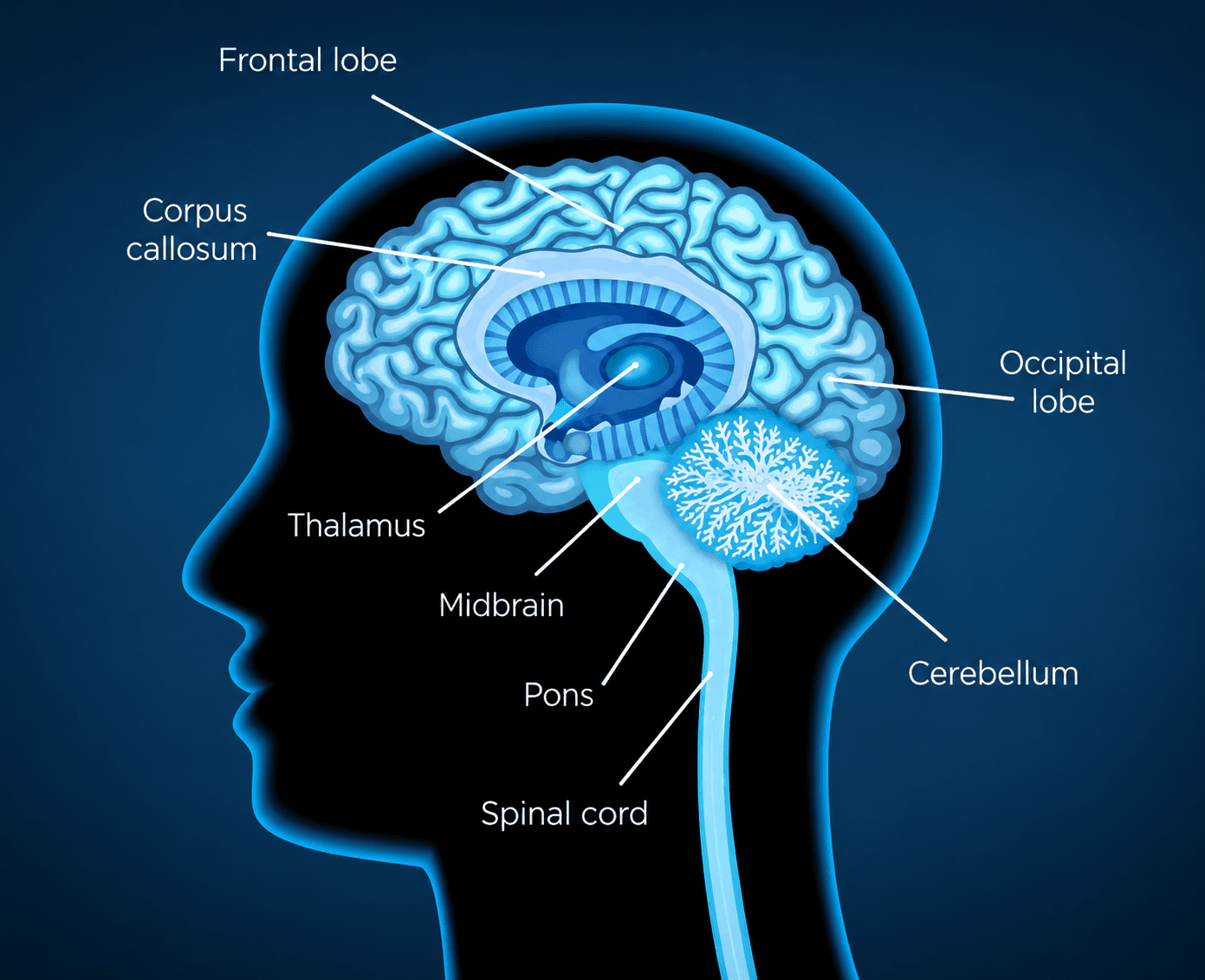 Brain anatomy